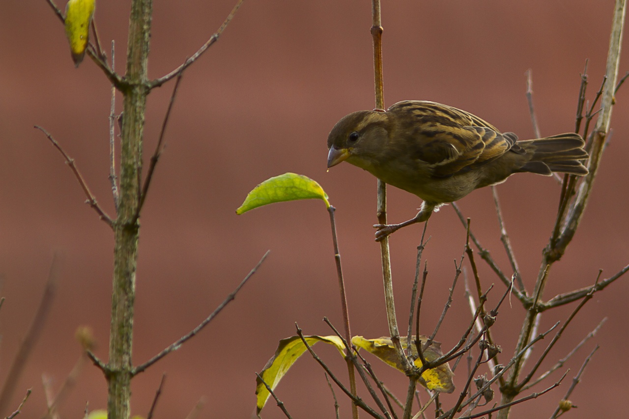 Dans mon jardin